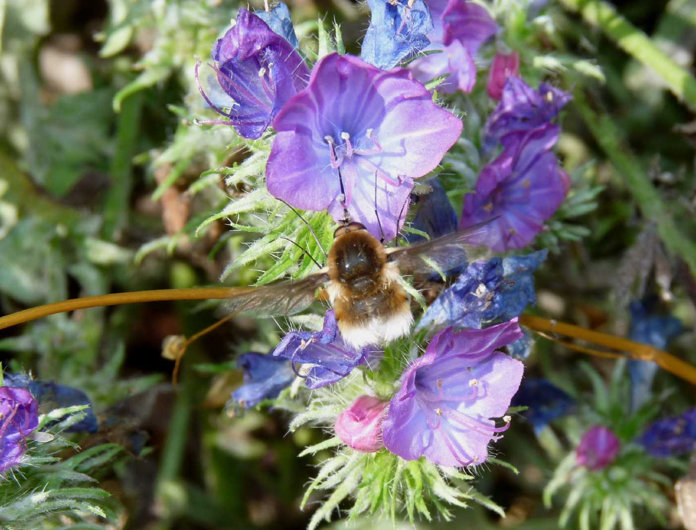 Bombyliidae culbianco